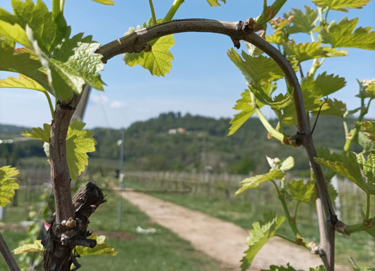 Wine Tasting Basic - immagine 5